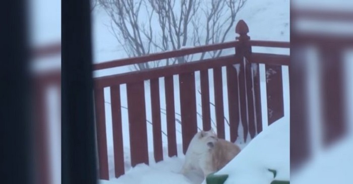 Katten vill komma in i värmen. Så som hon gör det får hela internet att bryta ut i skratt!
