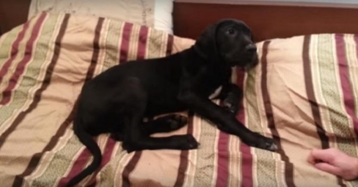 Ägaren försöker få hunden att vakna Reaktionen? Jag skrattar så tårarna rullar ner för kinderna!