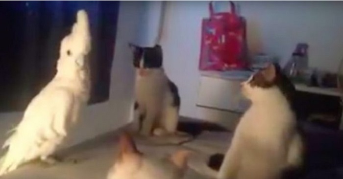 Fågeln försöker tala kattens språk. Det resulterar i en hysteriskt rolig video!