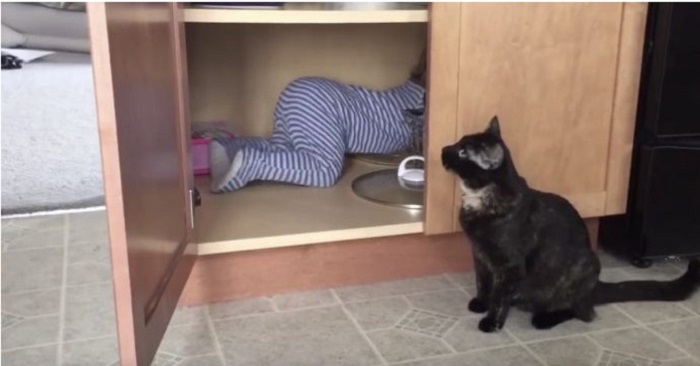 Katten blir trött på den lilla bebisen. Vad han gör då? Jag skrattar så tårarna rullar ner för kinderna!