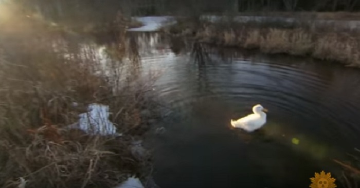 Flickan såg en anka i dammen och ropade på den. Reaktionen är FANTASTISK!