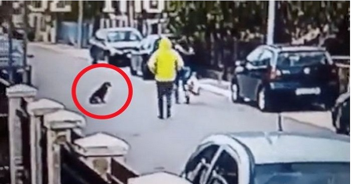 Kvinnan blir överfallen och rånad. Då gör den herrelösa hunden något OTROLIGT!