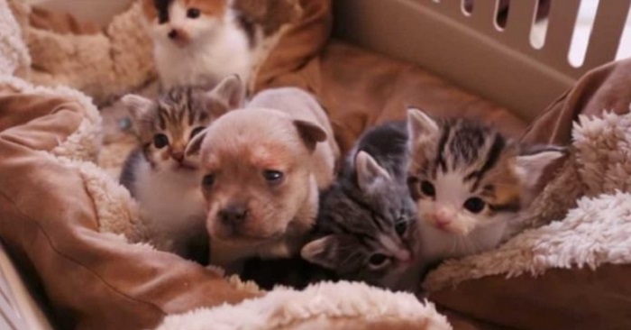 De lägger en hundvalp tillsammans med kattungarna. Se mammans oväntade reaktion när hon ser hunden!