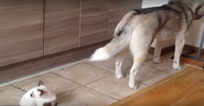 Kattungen smyger sig på den stora huskyn. Hundens reaktion chockar ALLA!