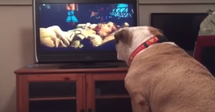 Hunden ser att flickan på TV är i fara. Vad han gör då är OTROLIGT!