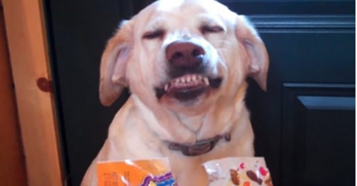 Han frågar om det är hunden som har ätit godiset. Hundens svar? Jag slutar aldrig att skratta!