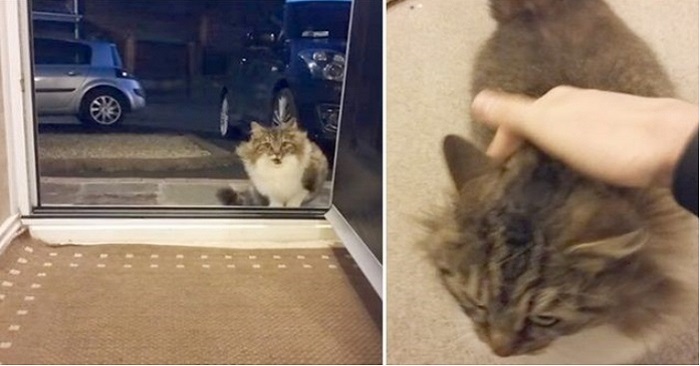 Den hemlösa katten vill komma in i värmen. Mannen öppnar då dörren, men inser att katten inte är ensam!