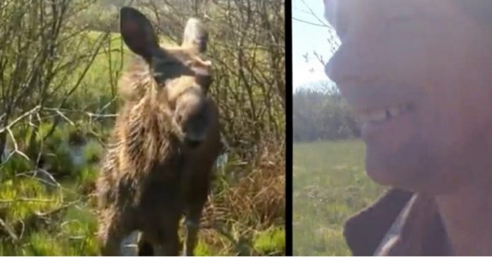 Markus blir helt chockad när han ser älgen som kommer fram till honom. Då inser han att den försöker berätta något för honom!