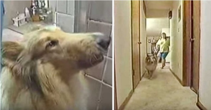 Hunden skäller högt mot ägaren i duschen. Då inser hon att hunden vill visa henne något viktigt!