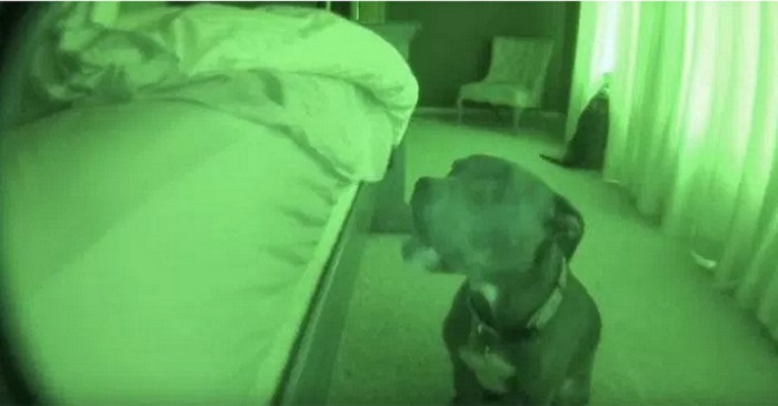 Hunden smyger upp till mannen som sover. Vad han gör härnäst får ALLA att skratta!