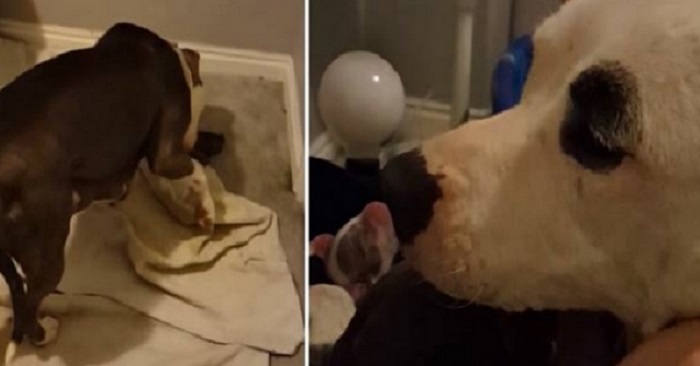 Hunden skulle precis föda. Det som händer då är fantastiskt!