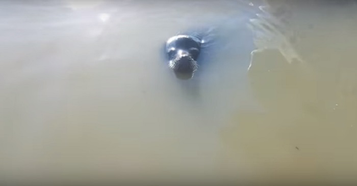 Den lilla tjejen beter sig illa mot sjölejonet. Vad som händer då är ren och skär KARMA!