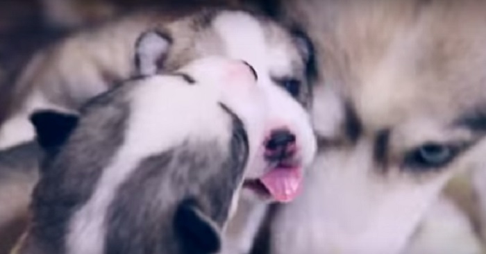 Huskyn hade precis fött valpar. Nu tar mannens video internet med STORM!