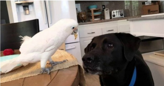 Kakaduan matar labradoren med ägg varje morgon. Se deras söta morgonritual!