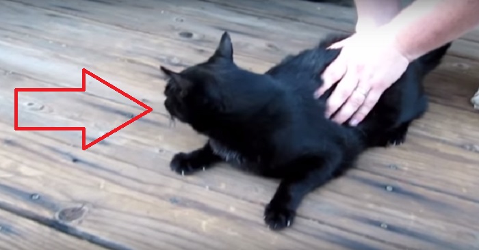 Hon skulle ta upp och lägga katten i sitt knä. Men vad hon ser DÅ chockar alla!