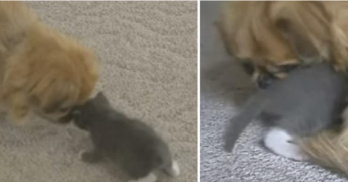 Hunden räddade den frusna kattungen från döden. 3 dagar senare händer det osannolika!
