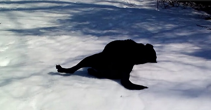 Labradoren lägger sig raklång i snön. Det som händer härnäst får hela internet att bryta ut i skratt!