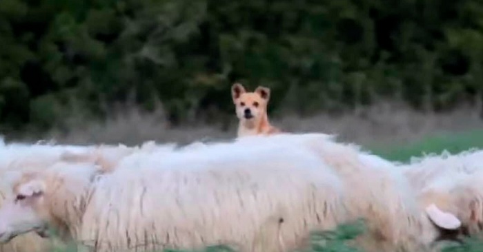 Hunden ska ta hand om fåren. Men vad han gör får hela världen att skratta!
