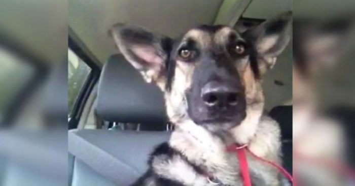 Hunden hör plötsligt sin favoritlåt på radion. Då kan han inte sitta stil! UNDERBART!