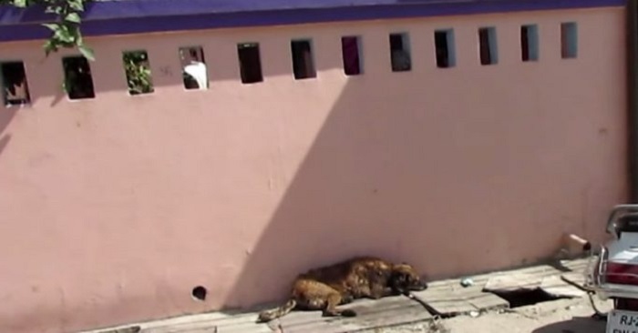 Flugor och larver åt hunden som var för sjuk att resa sig levande. Lyckligtvis blev han räddad i tid!