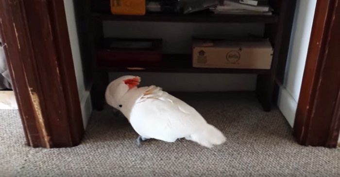 Den här kakaduan älskar att åka på utflykter. Men när det är dags för att åka till veterinären… Ja då händer det HÄR!