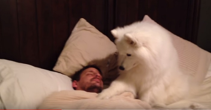 Hunden ligger i sängen med husse som sover. Men SE bara vad hunden gör då!