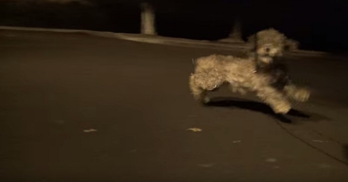 De fick ett samtal om en övergiven hund. Det de hittade orsakar nu en storm på internet!