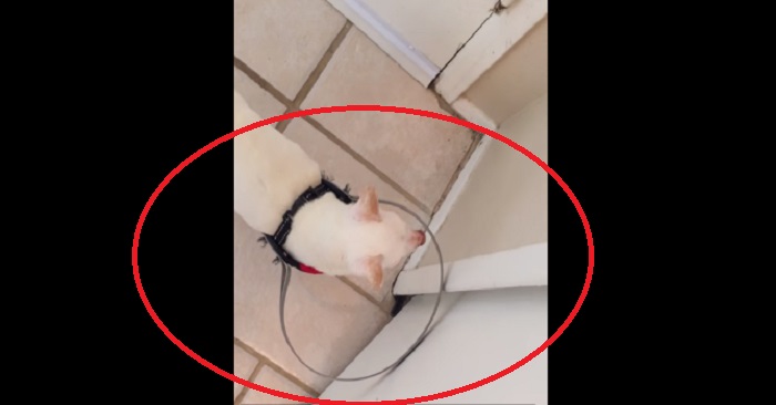 Den stackars hunden blev plötsligt blind. Men vad de hittade på för honom då är OTROLIGT!