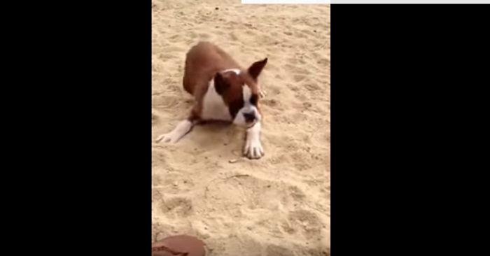 Hunden hittar något på stranden. Men när han biter i det? HAHAHA!