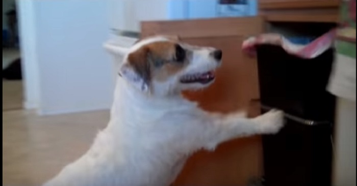 Hon ber sin hund hämta en sak i köket. Vad han gör då? OTROLIGT!