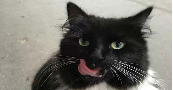 Varje dag patrullerar katten tågstationen. Men vänta bara tills du hör VARFÖR!
