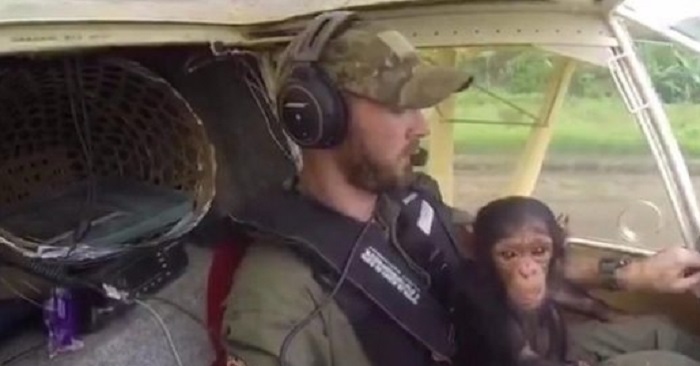 Chimpansen räddades från jägare. Då blir han andrepilot på flygningen till sitt nya hem!